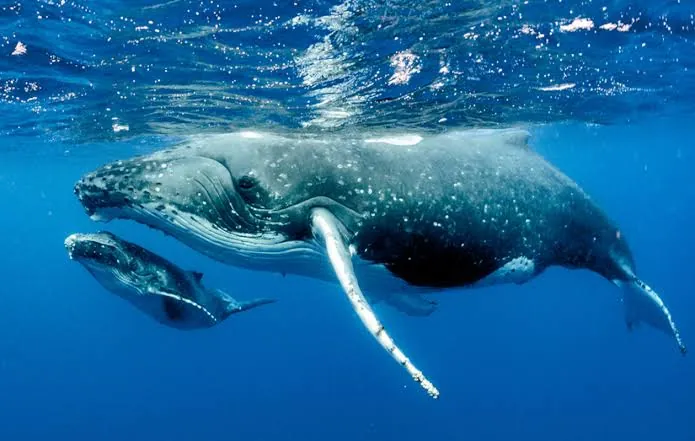 Humpback whales