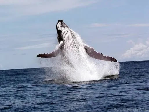 Whale watching from the ocean