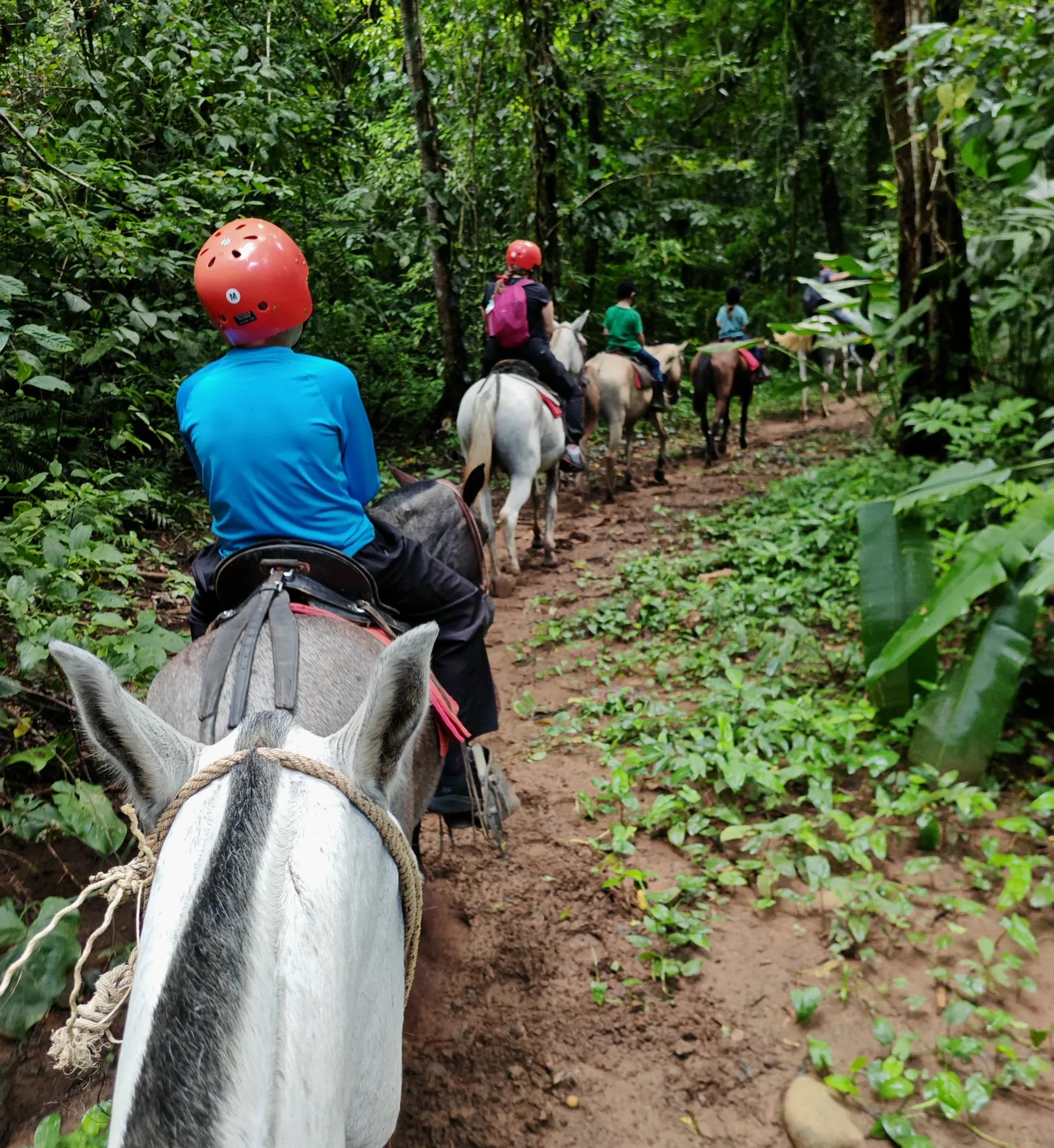 Horseback riding in the forest