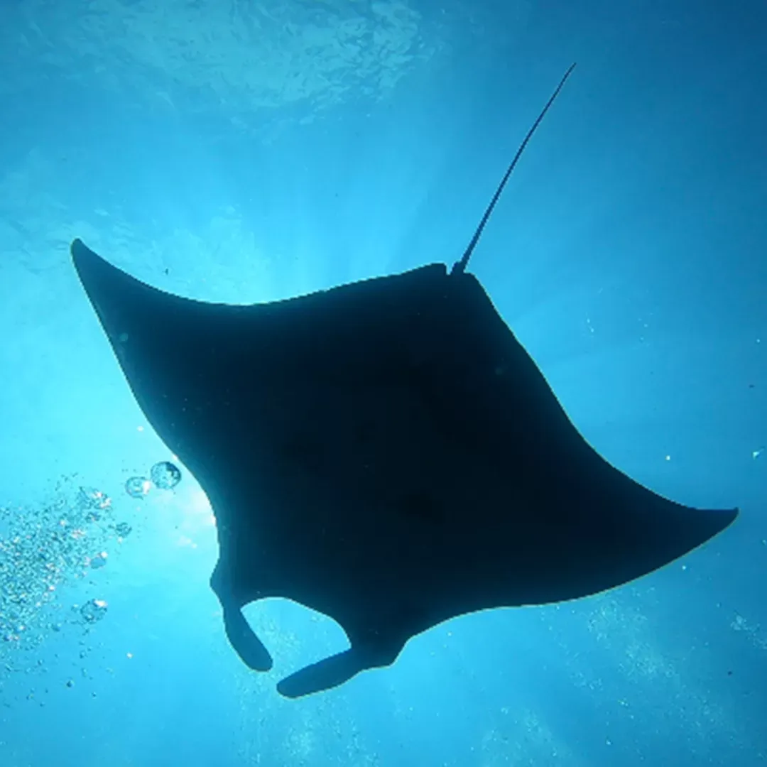 Manta rays and marine life
