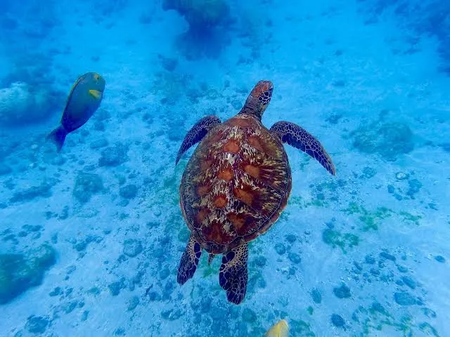 Sea turtles